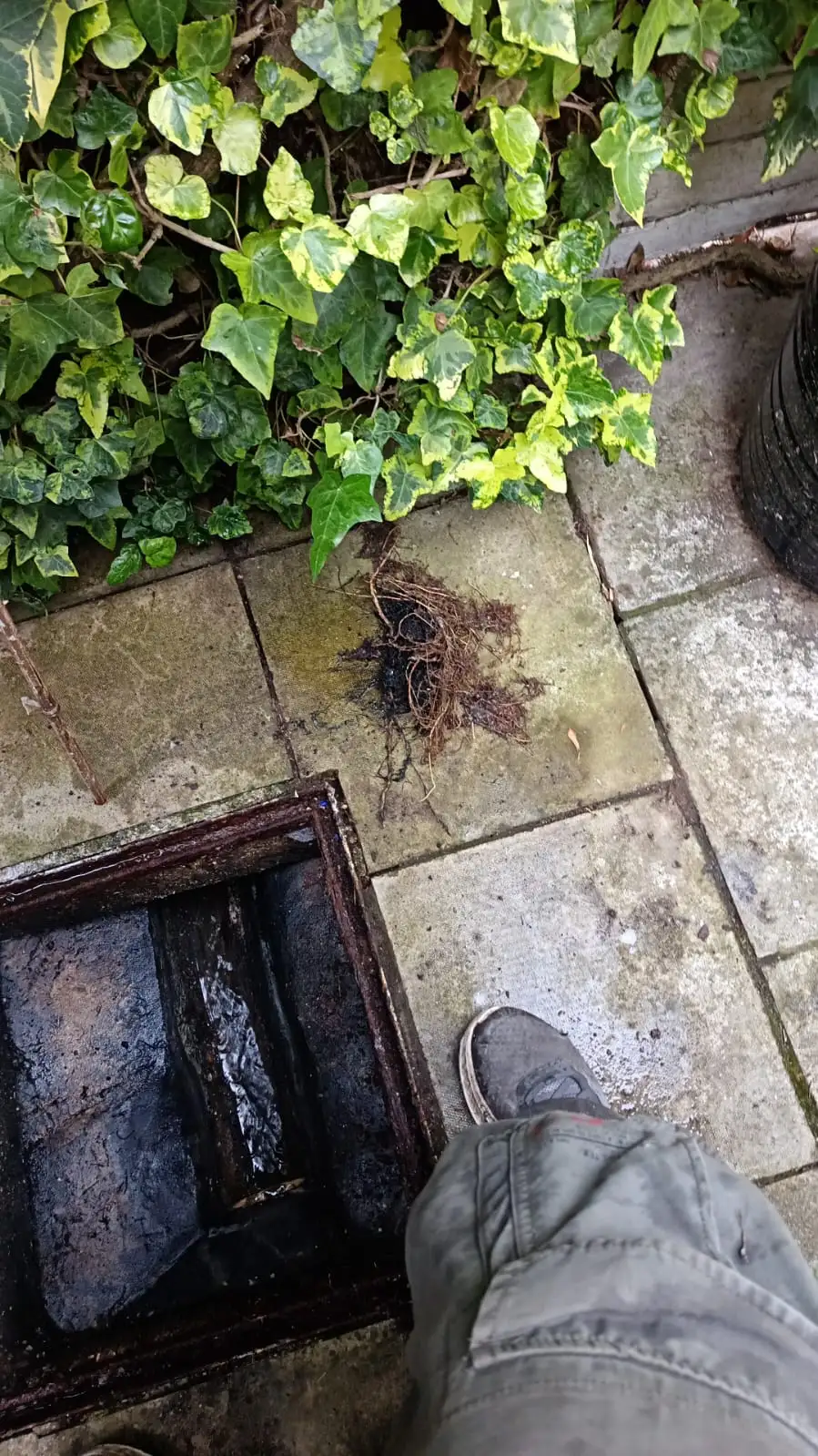 Root mass pulled from blocked drain beside open gully chamber in Tunbridge Wells garden