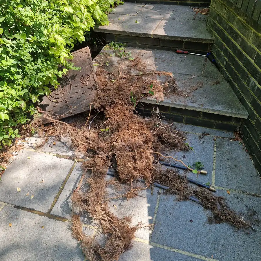 Tree roots removed from a drain pipe during descaling and clearance work